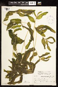 Potamogeton praelongus image