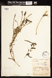 Potamogeton praelongus image