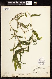 Potamogeton praelongus image