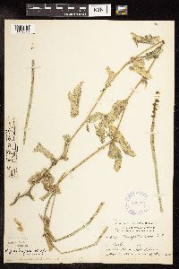 Potamogeton praelongus image