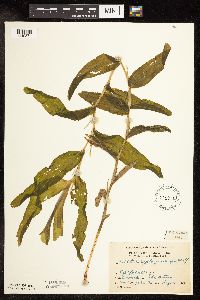 Potamogeton praelongus image