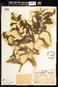 Potamogeton praelongus image