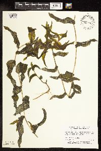 Potamogeton praelongus image
