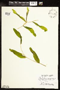 Potamogeton praelongus image
