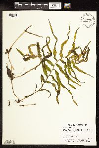 Potamogeton praelongus image