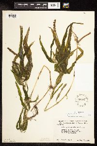 Potamogeton praelongus image