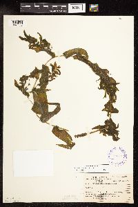 Potamogeton praelongus image