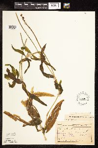 Potamogeton praelongus image