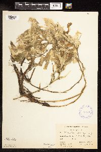 Potamogeton praelongus image