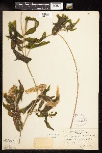 Potamogeton praelongus image