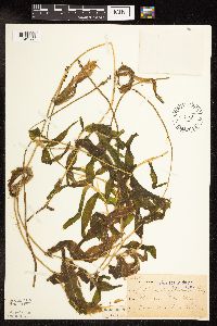 Potamogeton praelongus image