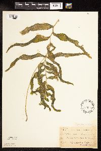 Potamogeton praelongus image