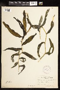 Potamogeton praelongus image
