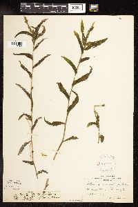 Potamogeton praelongus image