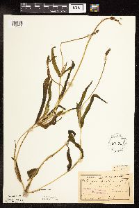 Potamogeton praelongus image