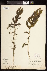 Potamogeton praelongus image