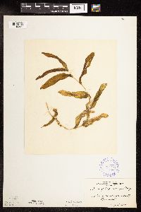 Potamogeton praelongus image