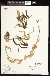 Potamogeton praelongus image