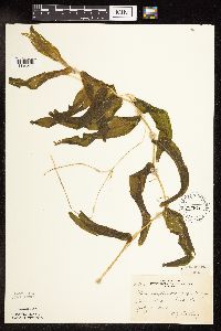 Potamogeton praelongus image