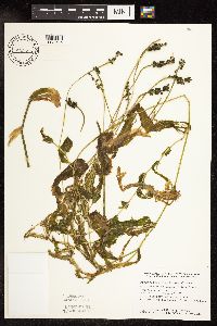Potamogeton praelongus image