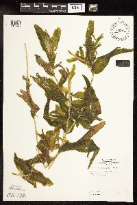 Potamogeton praelongus image