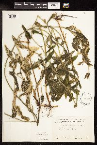 Potamogeton praelongus image