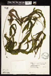 Potamogeton praelongus image