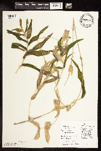 Potamogeton praelongus image