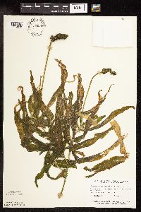 Potamogeton praelongus image