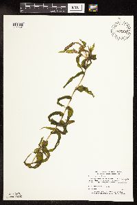 Potamogeton praelongus image