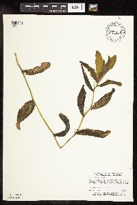 Potamogeton praelongus image