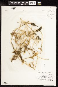 Potamogeton praelongus image