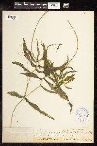 Potamogeton praelongus image