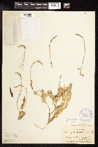 Potamogeton praelongus image