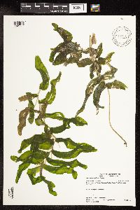Potamogeton praelongus image
