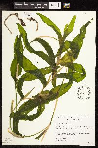 Potamogeton praelongus image