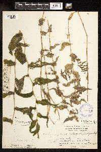 Potamogeton praelongus image