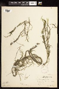 Potamogeton pusillus subsp. pusillus image
