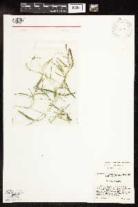 Potamogeton pusillus subsp. pusillus image