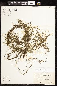 Potamogeton pusillus image