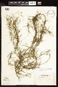 Potamogeton pusillus image