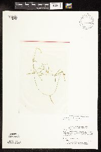 Potamogeton pusillus subsp. pusillus image