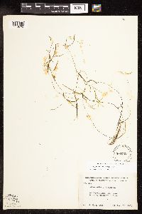 Potamogeton pusillus subsp. pusillus image