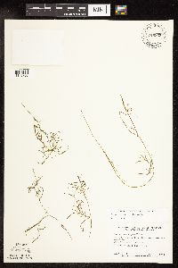 Potamogeton pusillus subsp. pusillus image