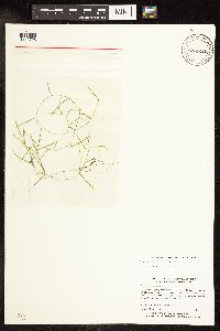 Potamogeton pusillus subsp. pusillus image
