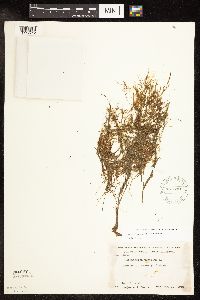 Potamogeton pusillus subsp. pusillus image