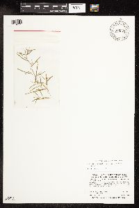 Potamogeton pusillus image