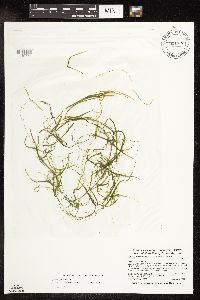 Potamogeton pusillus image