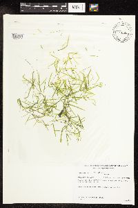 Potamogeton pusillus image