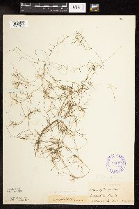 Potamogeton pusillus image